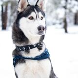 Entry image for Mika