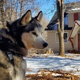 Entry image for Tofu