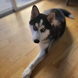 Entry image for Saint (aka Rocket)