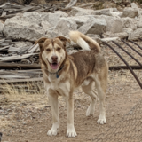 Entry image for Roady