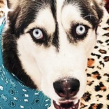 Entry image for Koda