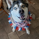 Entry image for Balto