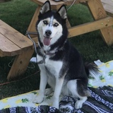 Entry image for Millie Mae