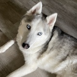 Entry image for Koda