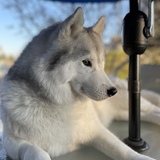 Entry image for Bella Luna