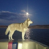 Entry image for Maverick