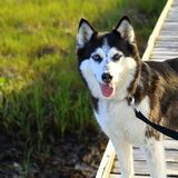 Entry image for Suki 