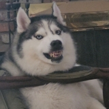 Entry image for Tyson 