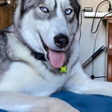 Entry image for Butch 