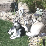 Entry image for Laska & Bella