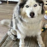 Entry image for Maya