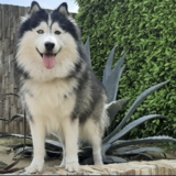 Entry image for Shadow