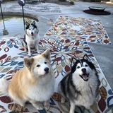 Entry image for Sophie, Cyrus, & Luna