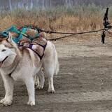 Entry image for Arya & Sasha 