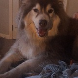 Entry image for Kado