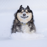 Entry image for Carter