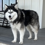 Entry image for Dioji