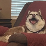 Entry image for Lilac