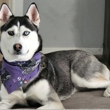 Entry image for Aurora