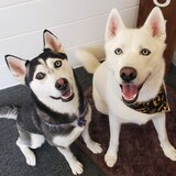 Entry image for Nanook