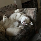 Entry image for Kona