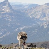 Entry image for Koda