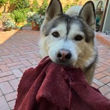 Entry image for Bodhi