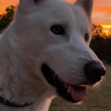 Entry image for Archie 