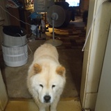 Entry image for Romeo 