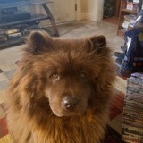 Entry image for Cocochanel