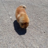 Entry image for cici