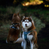 Entry image for Luna FKA Lili 