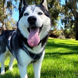 Entry image for Odin