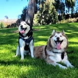 Entry image for Nola and Odin