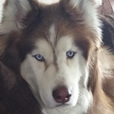 Entry image for Bear