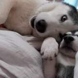 Entry image for Stoli and Ella