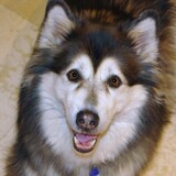 Entry image for Aurora