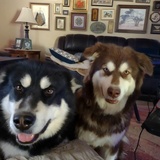 Entry image for Daffodil and Norlys