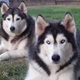 Entry image for Gunner & Reagan