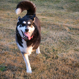 Entry image for Mulan