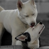 Entry image for Koda / Diamond 