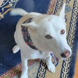 Entry image for Bella