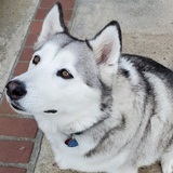 Entry image for Sassy