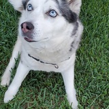 Entry image for Mushu