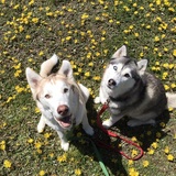 Entry image for Olen and Skye