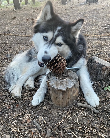 Entry image for Tia. Clicking this image will show a larger photo