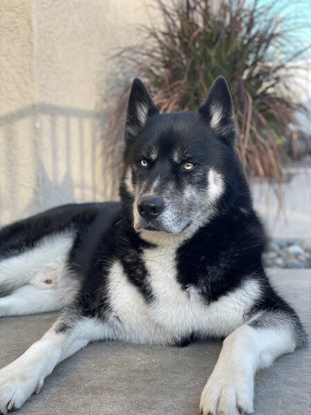 Entry image for Tod . Clicking this image will show a larger photo