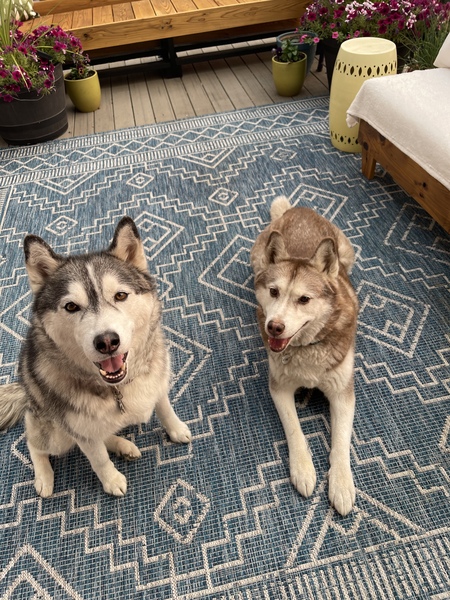 Entry image for Marco and Arya. Clicking this image will show a larger photo