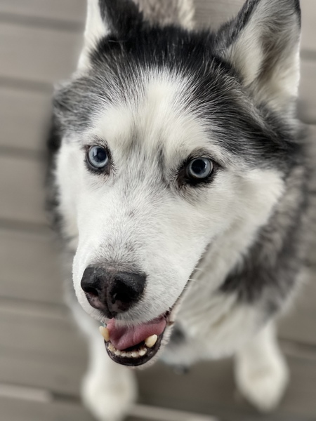 Entry image for Mehkia. Clicking this image will show a larger photo