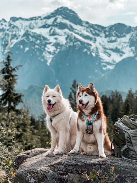 Entry image for Snowy and Bilbo. Clicking this image will show a larger photo